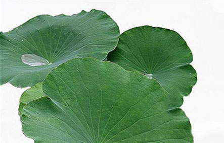 荷葉提取物